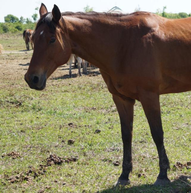 Ginger, a brown horse