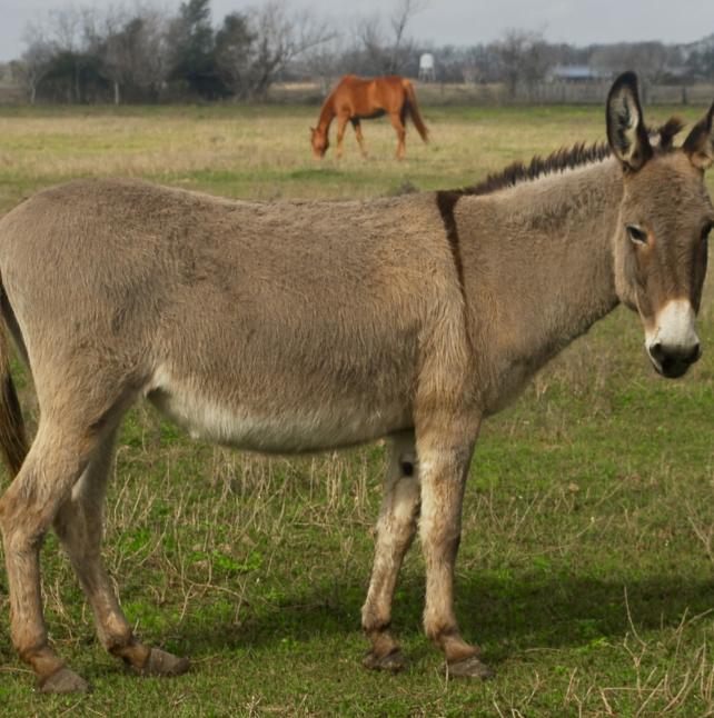 Hilary, a Bethehem Donkey
