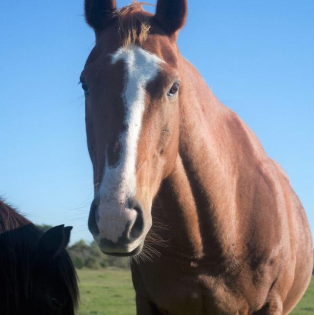 Brown Horse - Huges image 3