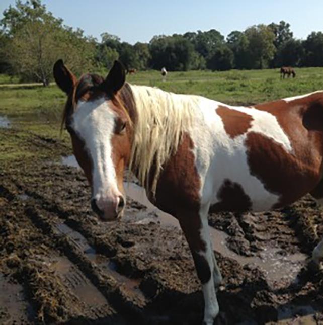 medium shot of Queen, a Paint/Pinto Quarter Horse