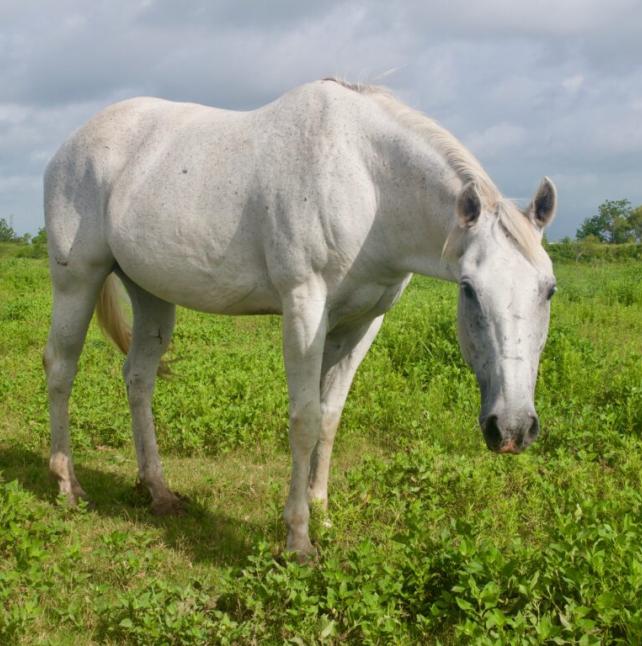 Gray horse - Indigo Image 2