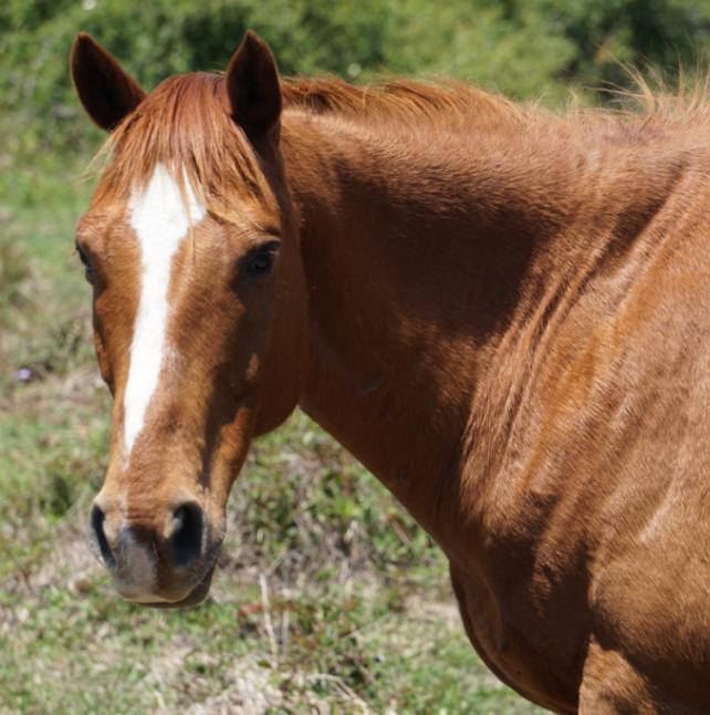 Jarad, a brown horse