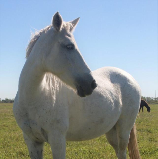 Medium shot of Jewel, a White and Gray, Mustang Horse 
