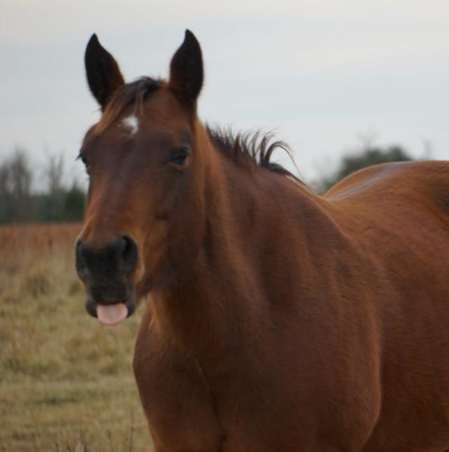 Medium shot of Josie, a Bay Quarter Horse 