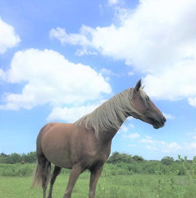 Medium quarter profile shot of Kacie, a Palomino, POA Breed Horse 