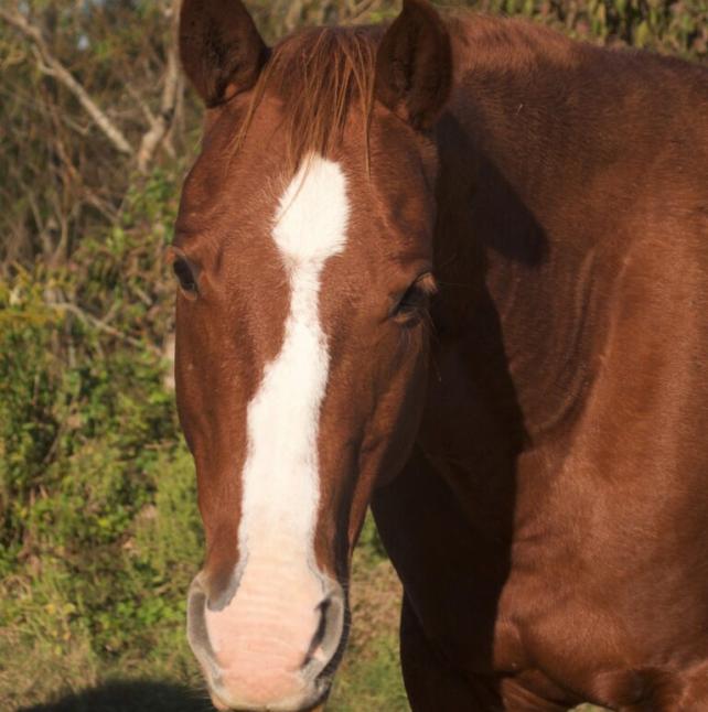Brown Horse - Kailoni image 4