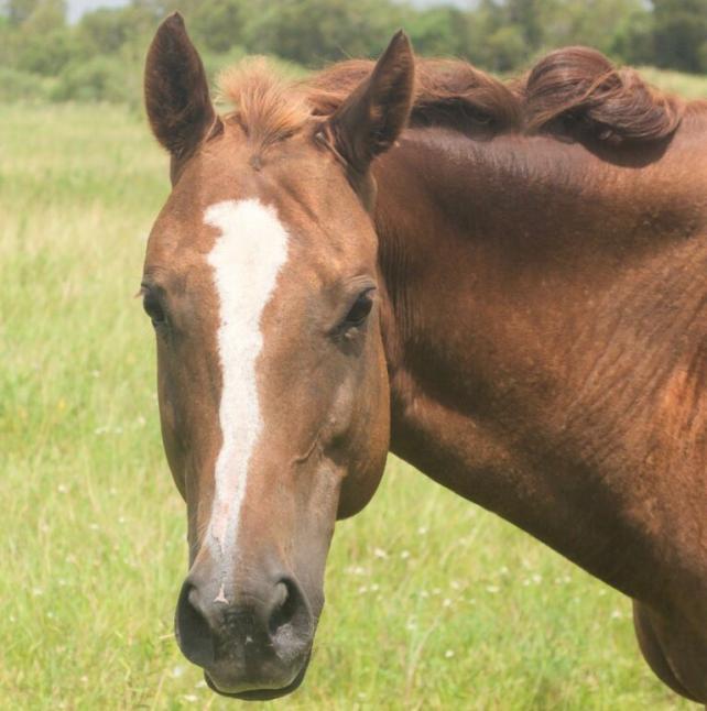Brown Horse - Kimber image 1