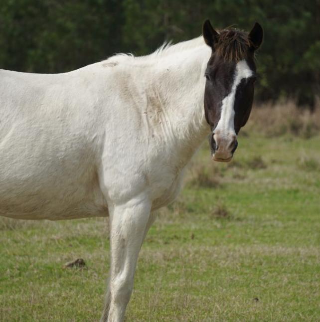 Profile shot of Lacie Lady, a Black and White Overo, Paint/Pinto Horse 