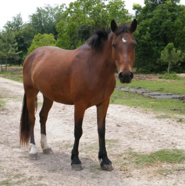 Medium shot of Lady Rebecca Rolfe, a Bay Mustang Horse 