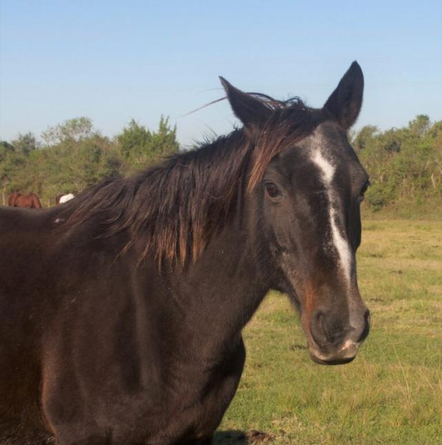 Leeann, a black horse