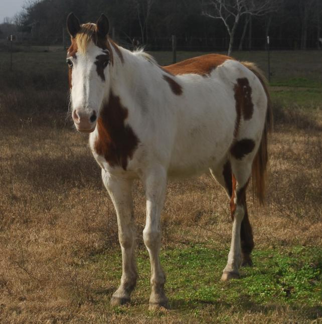 Leia, a pretty Paint horse.