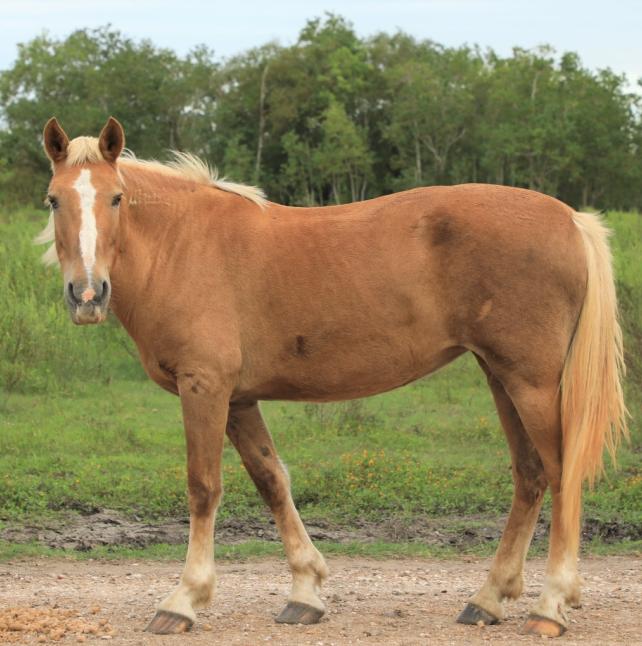 Brown Horse - Leora image 1