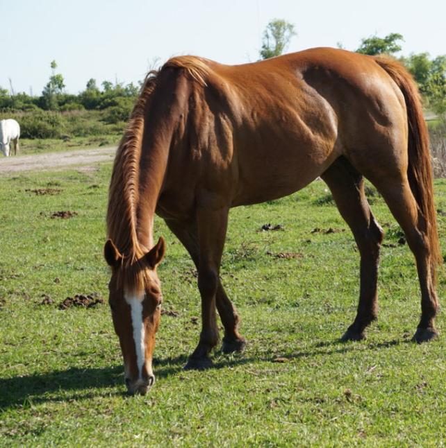 Profile shot of Lorelei, a Sorrel Thoroughbred Horse 