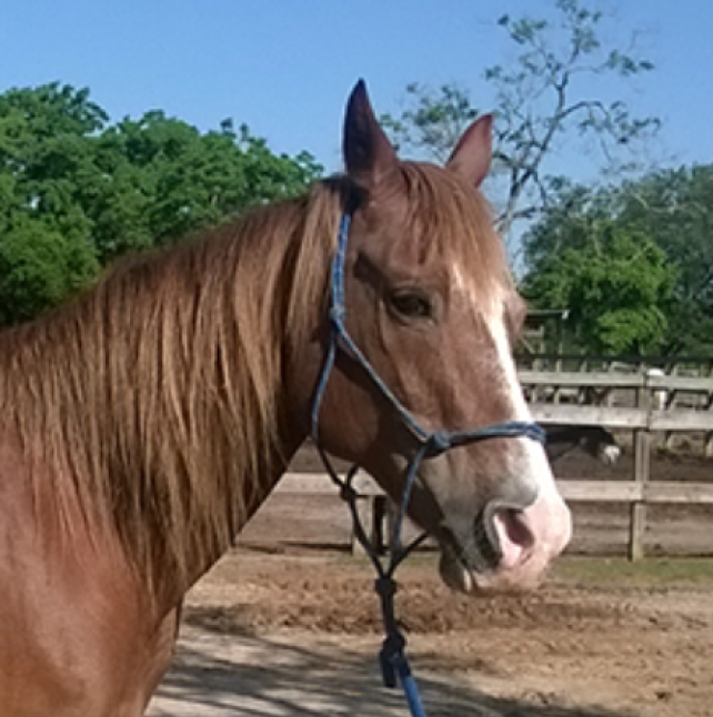 Profile shot of Marlo, A Sorrel Quarter Horse