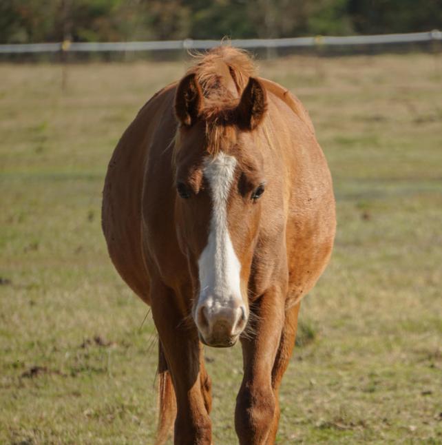 Head on shot of Mingo, a Sorrel Quarter Horse 