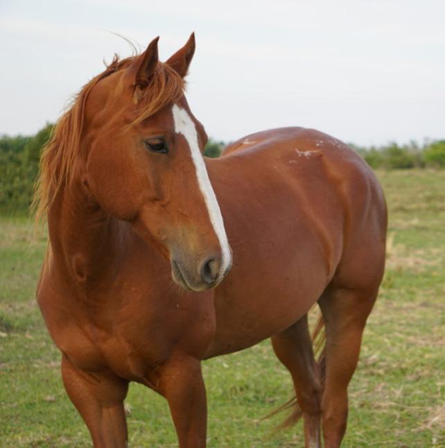 medium shot of Nerissa, a Sorrel Grade purebred horse