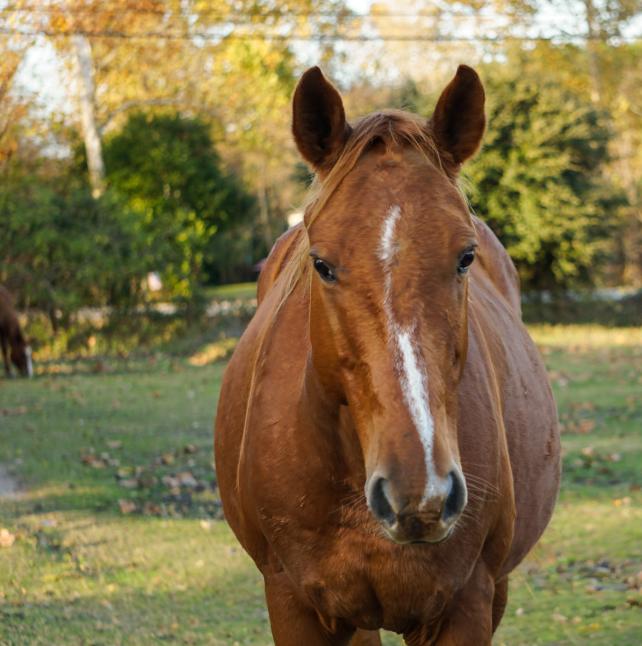 A brown horse named Ross