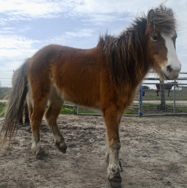 Mini horse, adorable mare