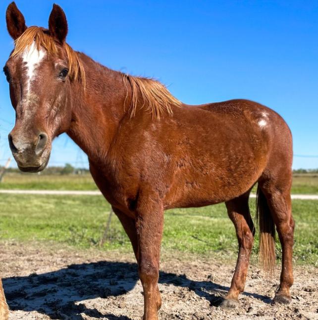 medium shot of Rusty Red, a Sorrel Quarter Horse