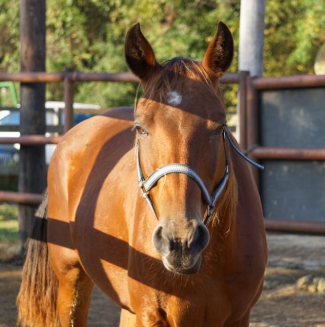 medium shot of Ruth, a Bay Quarter Horse