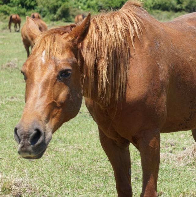 medium shot of Shasha, a Sorrel Quarter Horse