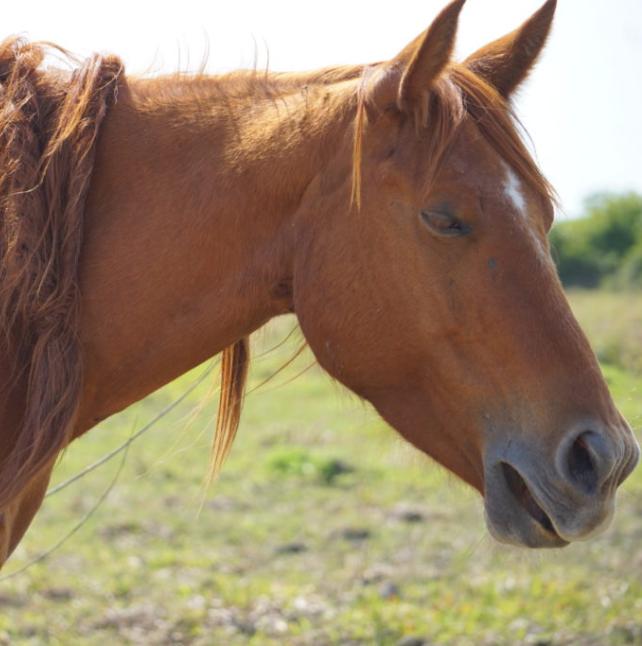close up shot of Sienna, a Sorrel Quarter Horse