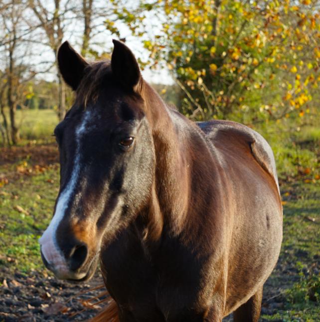 medium shot of Smitty, a Black QuarArab horse