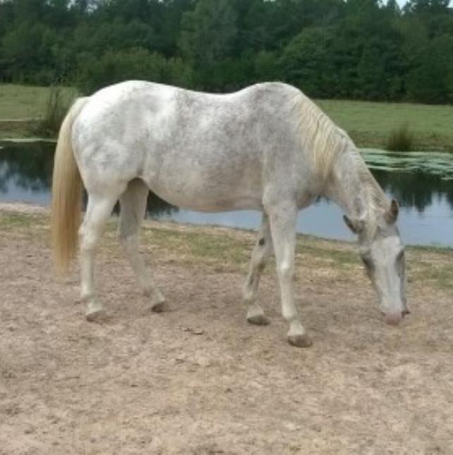 Stardust, a white horse