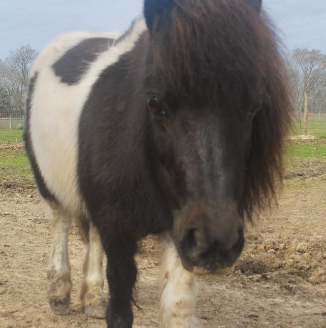 Tehya, front photo of mini Horse