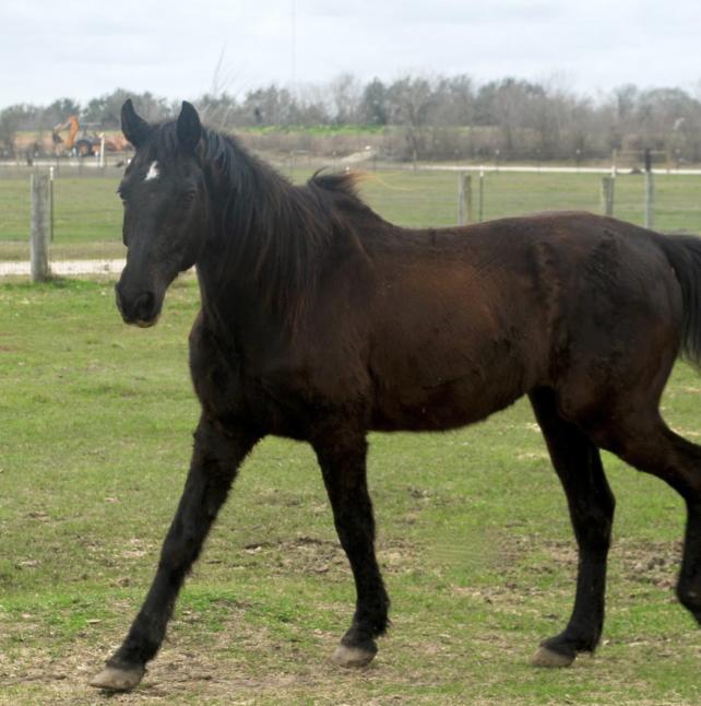 Titan, side photo of handsome Horse