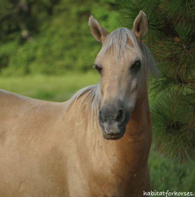Barney, the palomino horse