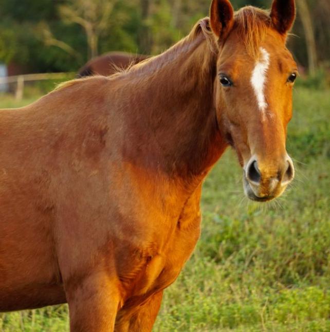 Carissa, a brown horse