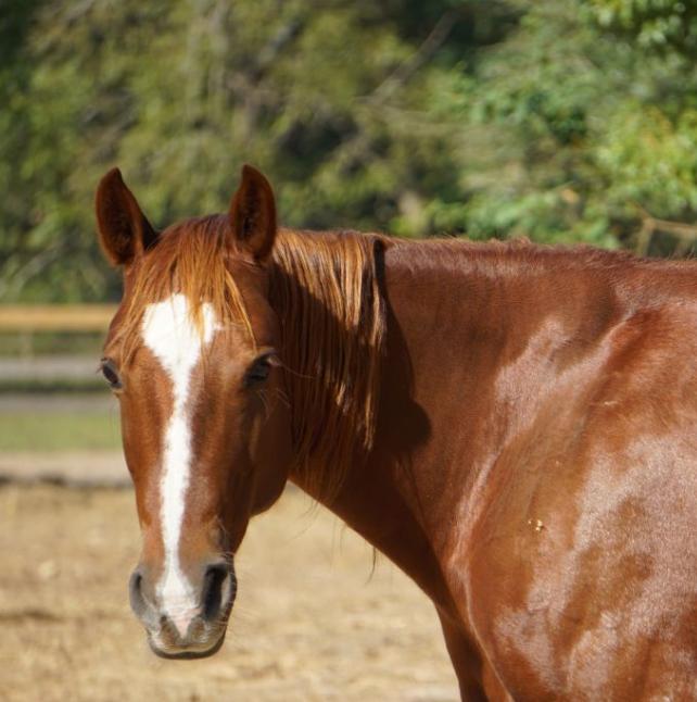 Celeste, a brown horse