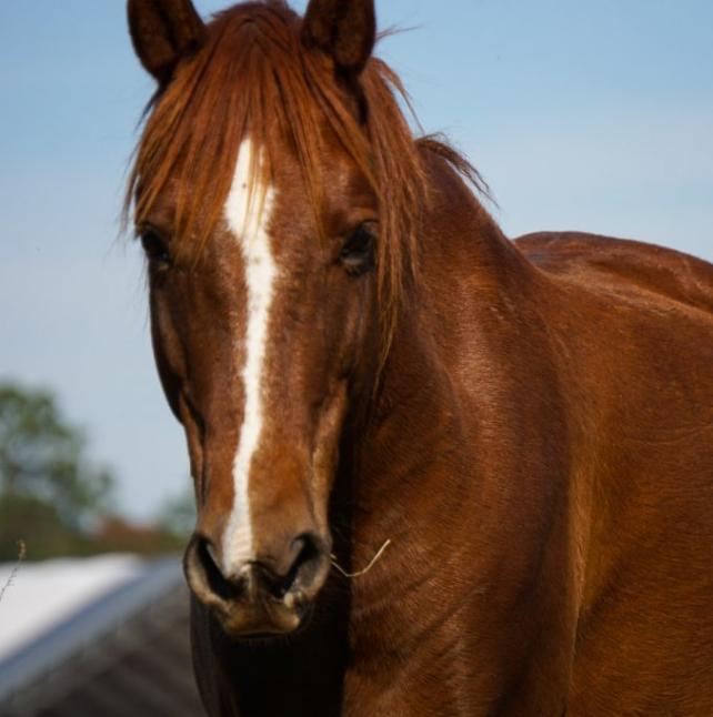 Cole, a brown horse in a field