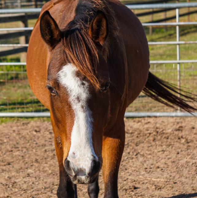 Elfie, a brown horse