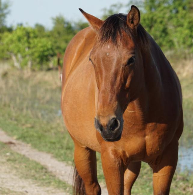 Harper, a brown horse