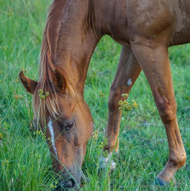 medium shot of Noelle, a Sorrel Quarter Horse