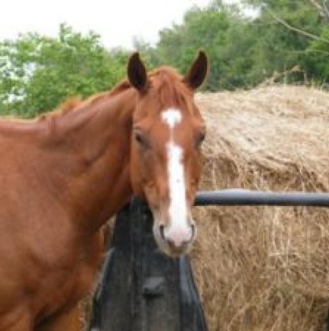 medium shot of Reba, a Sorrel Quarter Horse