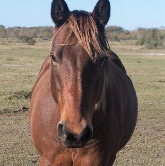 close up of Reynolds, a Bay Quarter Horse