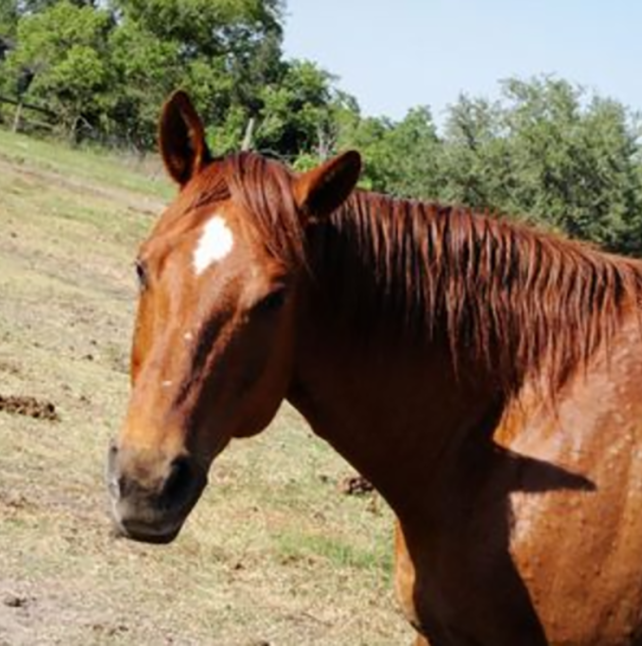 close up of Roca (MT), a Sorrel Quarter Horse