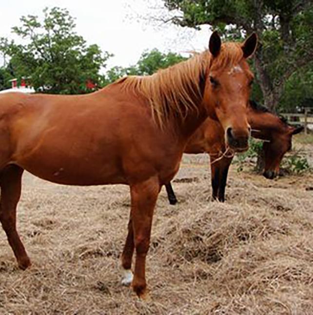 medium shot of Sweets (MT), a Red Roan Quarter Horse