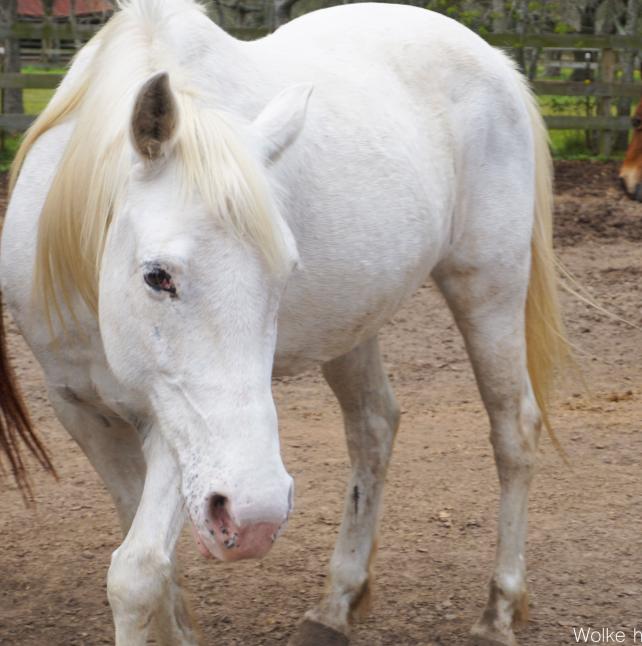 A white horse named Wolke