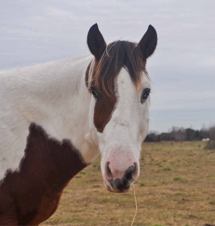 A horse looking at the camera