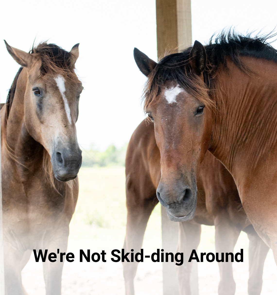 Two brown horses outside in the foreground and another behind them. 