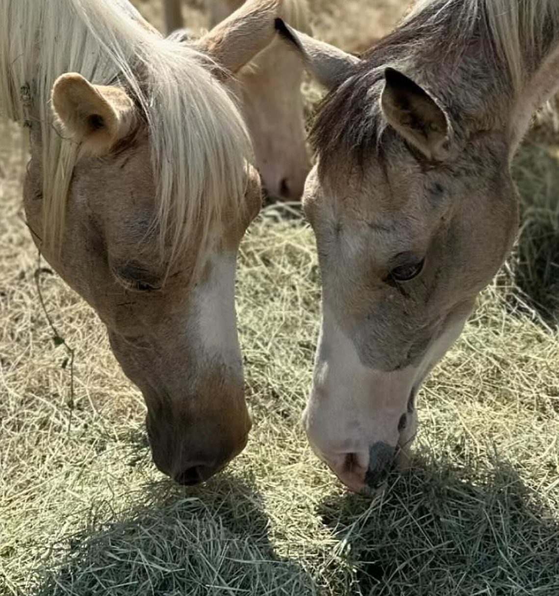 Willow and Bolt grazing