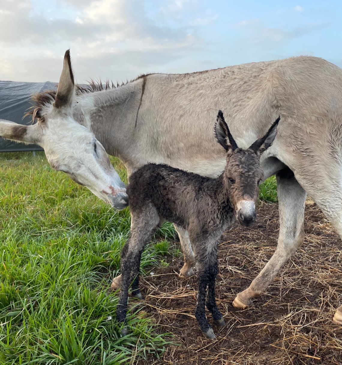 A donkey named Josephine and her baby Hunter