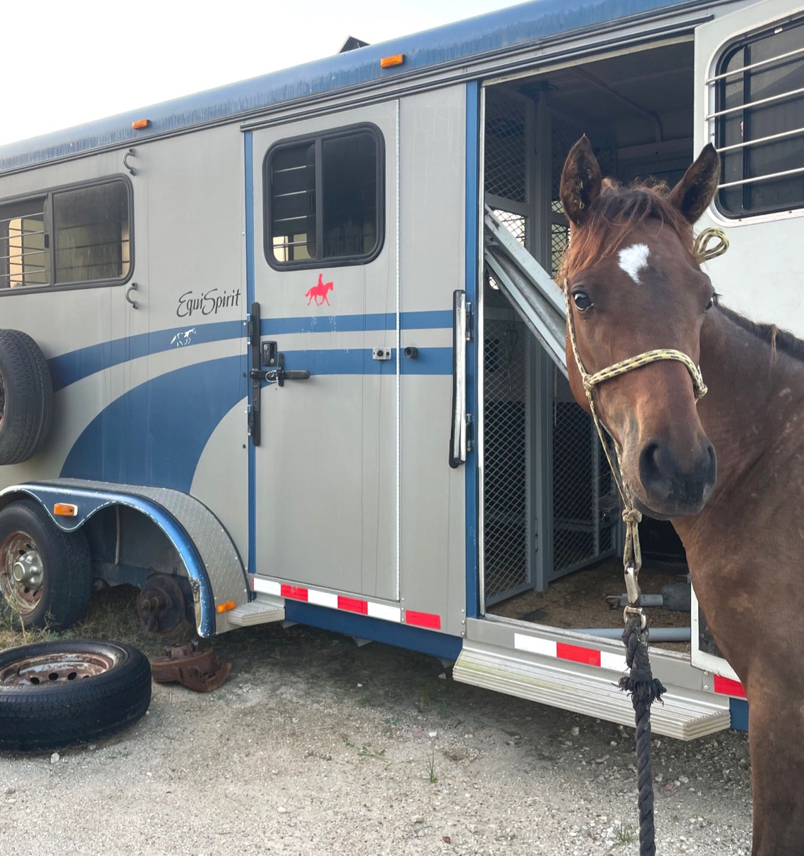 Horse in front of trailer
