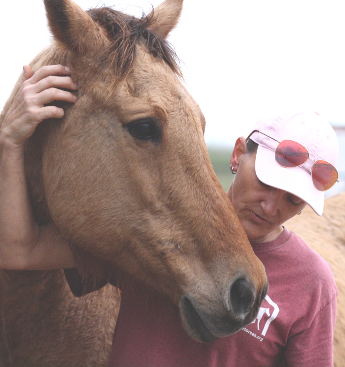 Brown horse with HFH staff