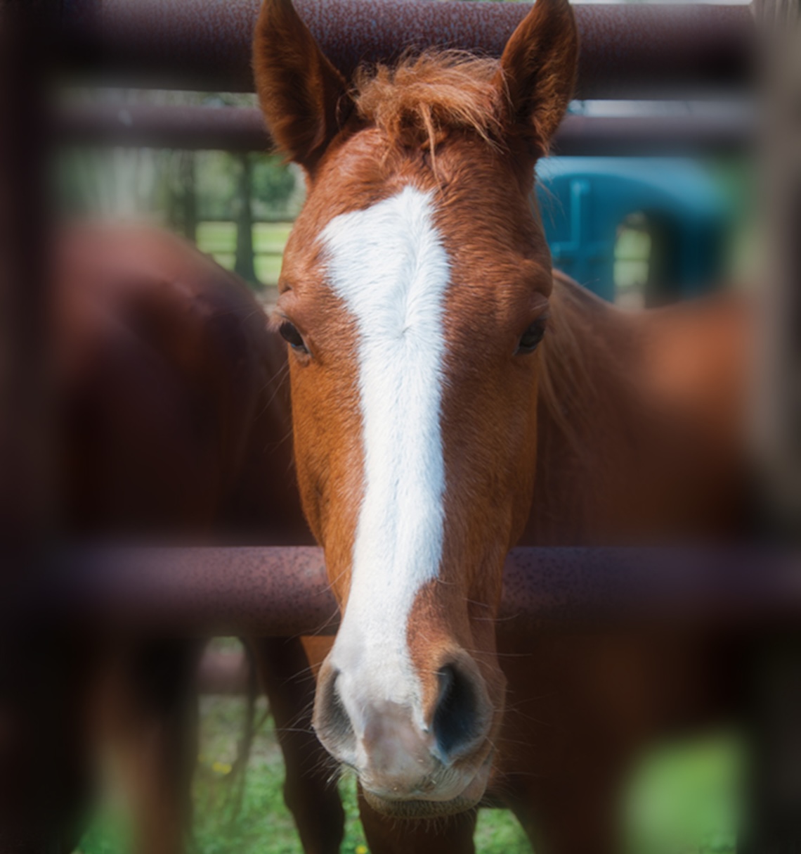 A brown horse with a white stripe down its nose looking at the camera.