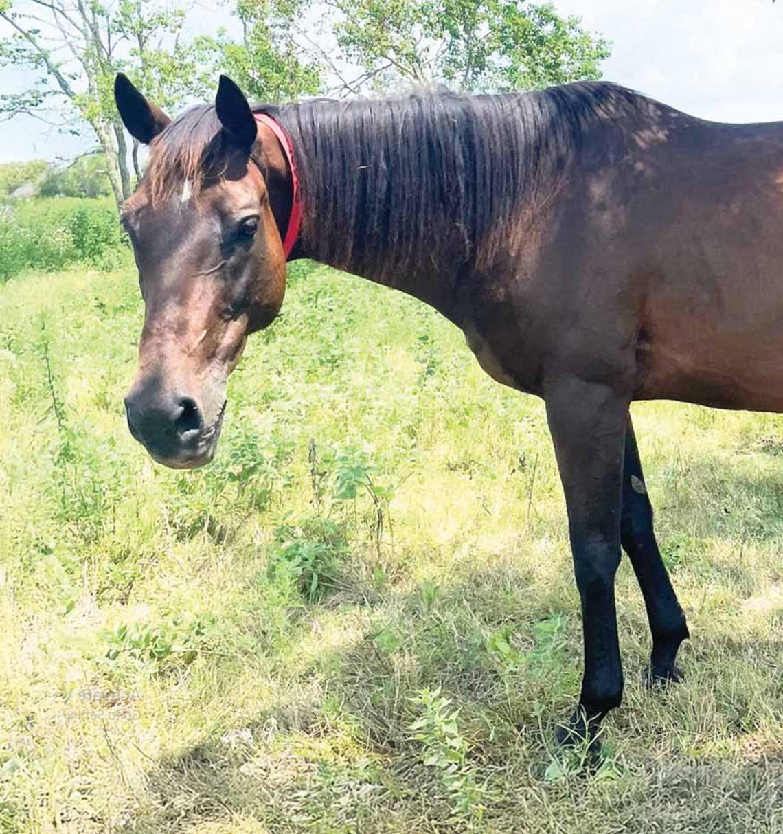 A brown horse looking at the camera.
